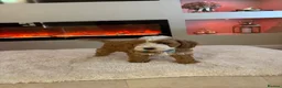 Cavapoo dogs for sale: Gorgeous Cavapoo puppies  - Advert 22