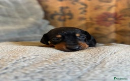 Miniature Dachshund dogs for sale: Lovely Mini Daschunds Looking For A Forever Sofa - Image 9