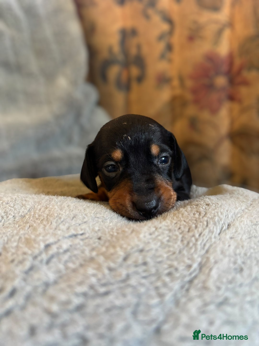 Miniature Dachshund dogs for sale: Lovely Mini Daschunds Looking For A Forever Sofa - Image 9