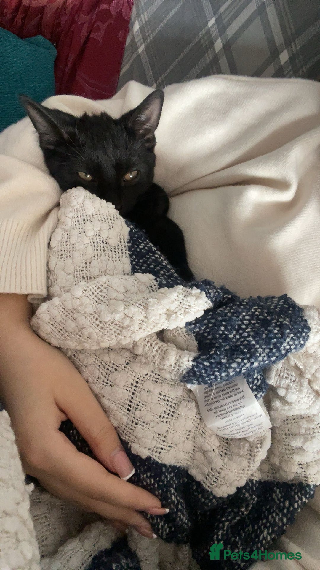 British Shorthair cats for sale: Adorable kitten& cat  - Image 7