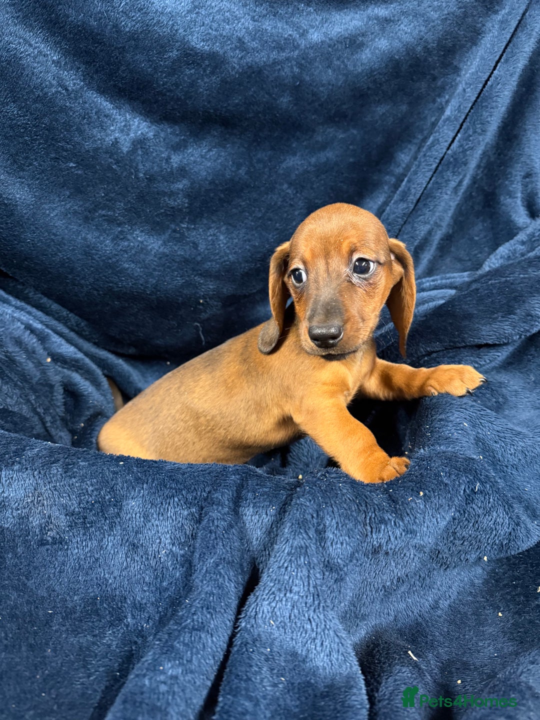 Dachshund dogs for sale: Dachshund Puppies - Image 12