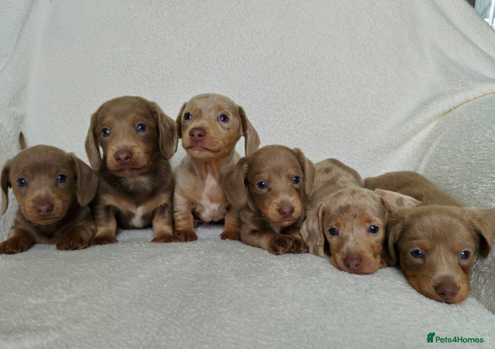 Miniature Dachshund dogs 💎 TOP QUALITY KC REG & PRA CLR MINI DACHSHUNDS💎 - Advert 1