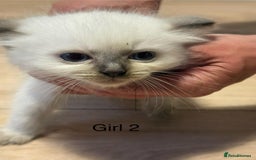 Ragdoll cats for sale: Ragdoll cross siamese kittens  - Image 15