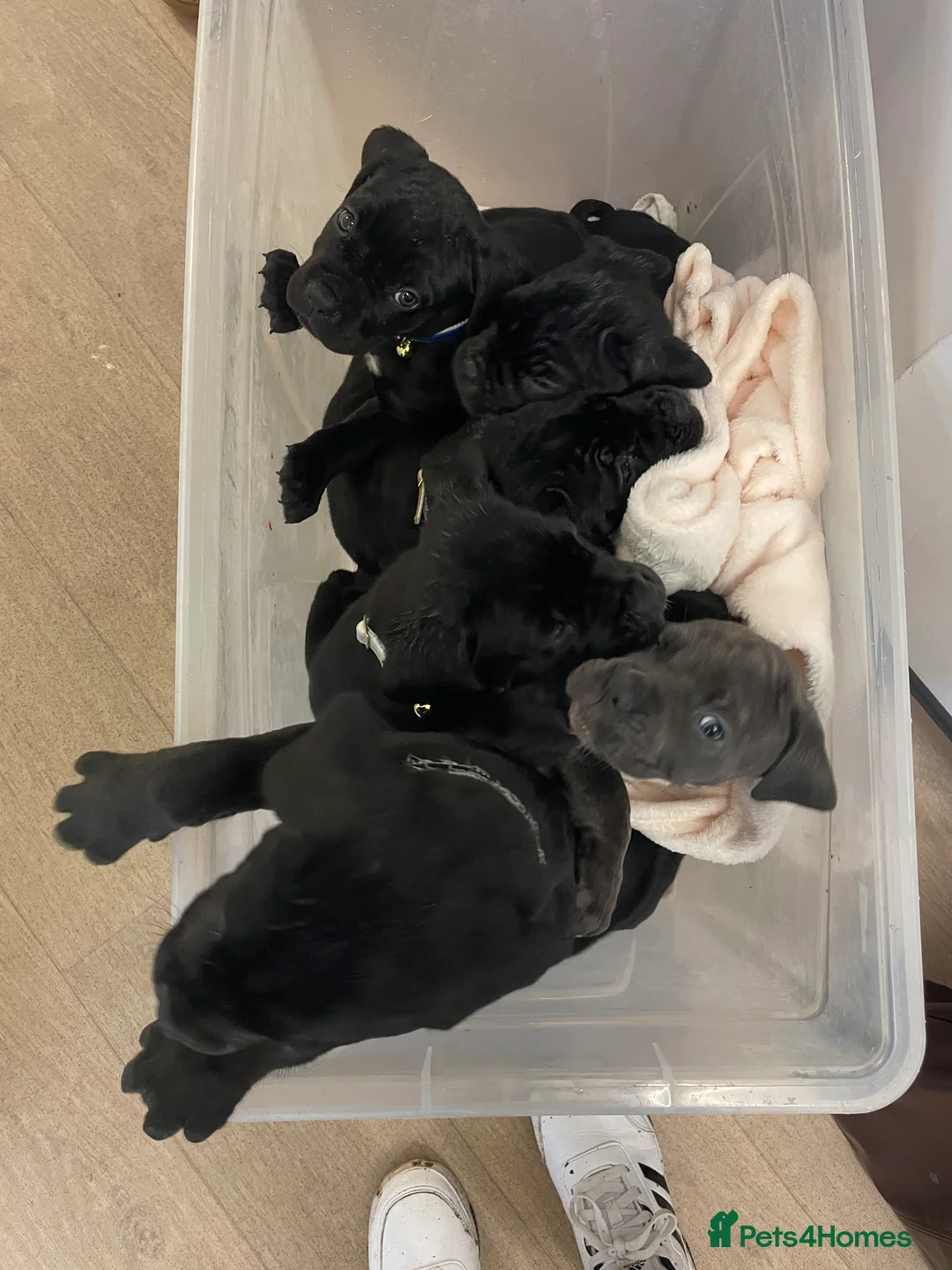 Cane Corso dogs for sale: Came corso - Advert 1