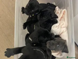 Cane Corso dogs Came corso - Advert 1