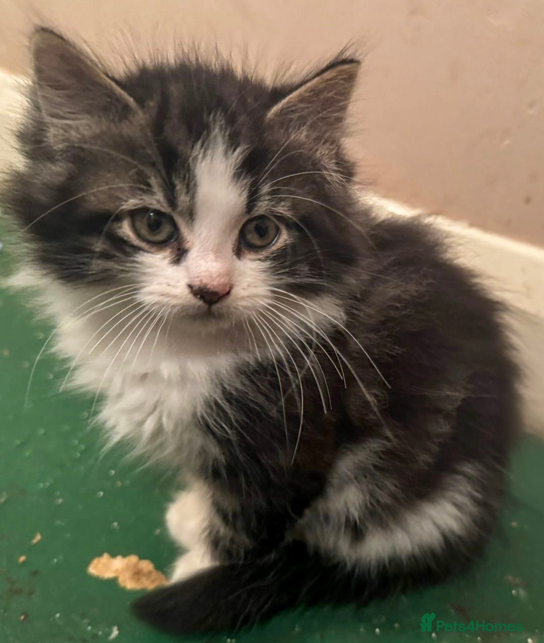 Mixed Breed cats for sale: 5 Little Furballs Looking For Loving Homes😻😻 - Advert 10