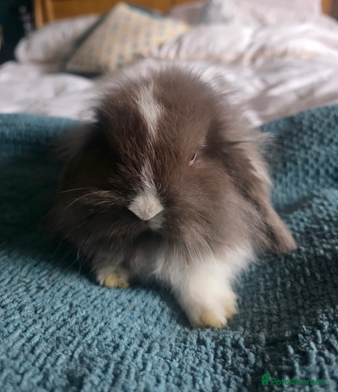 Mixed Breed rabbits for sale: 4 Rabbits for Sale - 8 weeks old (£20 each) - Advert 2