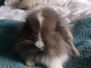 Mixed Breed rabbits 1 Rabbit for Sale - 8 weeks old (£20) - Advert 3