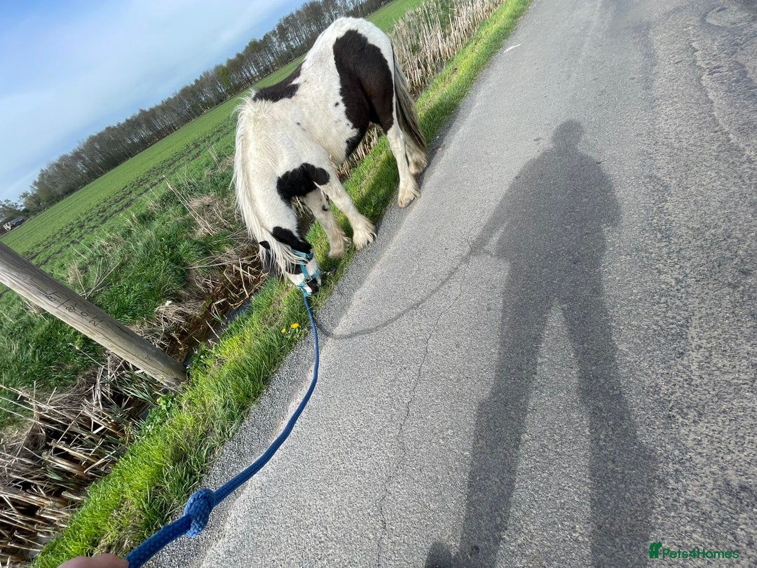 Irish Cob horses for sale: 🐴For Sale - Ghost🐴 - Advert 4