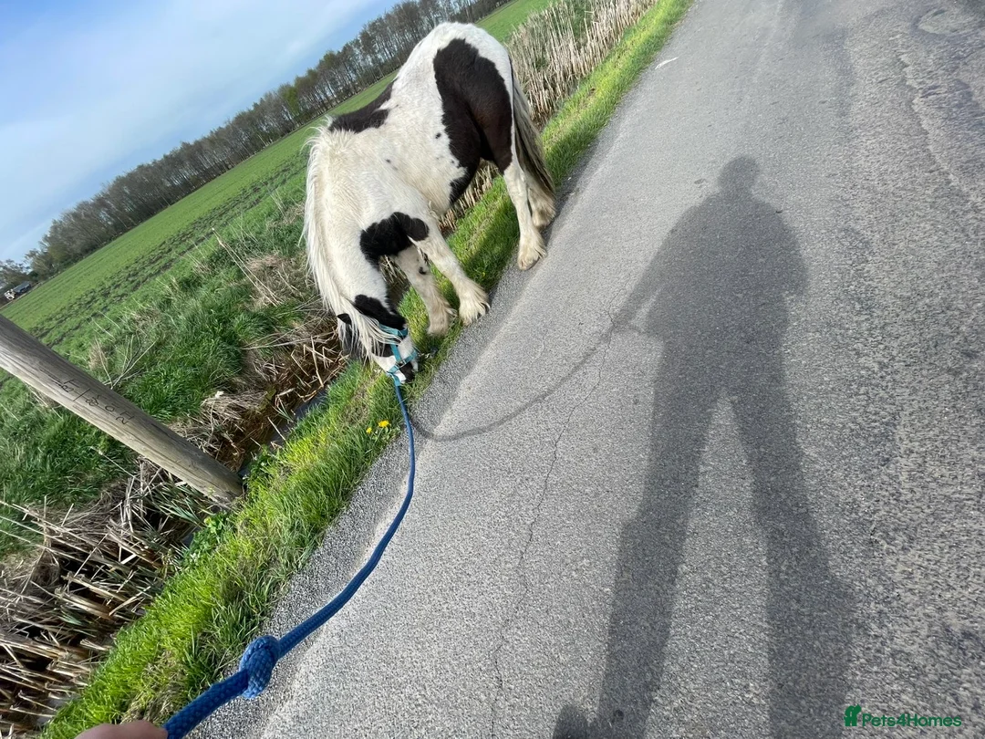 Irish Cob horses for sale: 🐴For Sale - Ghost🐴 - Advert 4