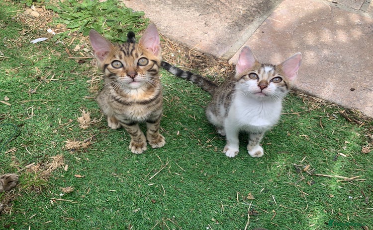 Bengal cats - Advert 1