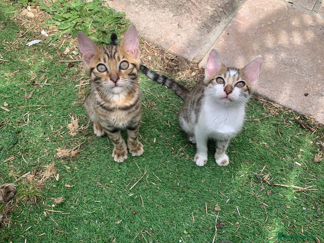 Bengal cats for sale: MIXED BENGAL KITTENS - Image 1