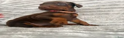 Dobermann dogs for sale: EuropeanDobermanPuppies - Advert 10