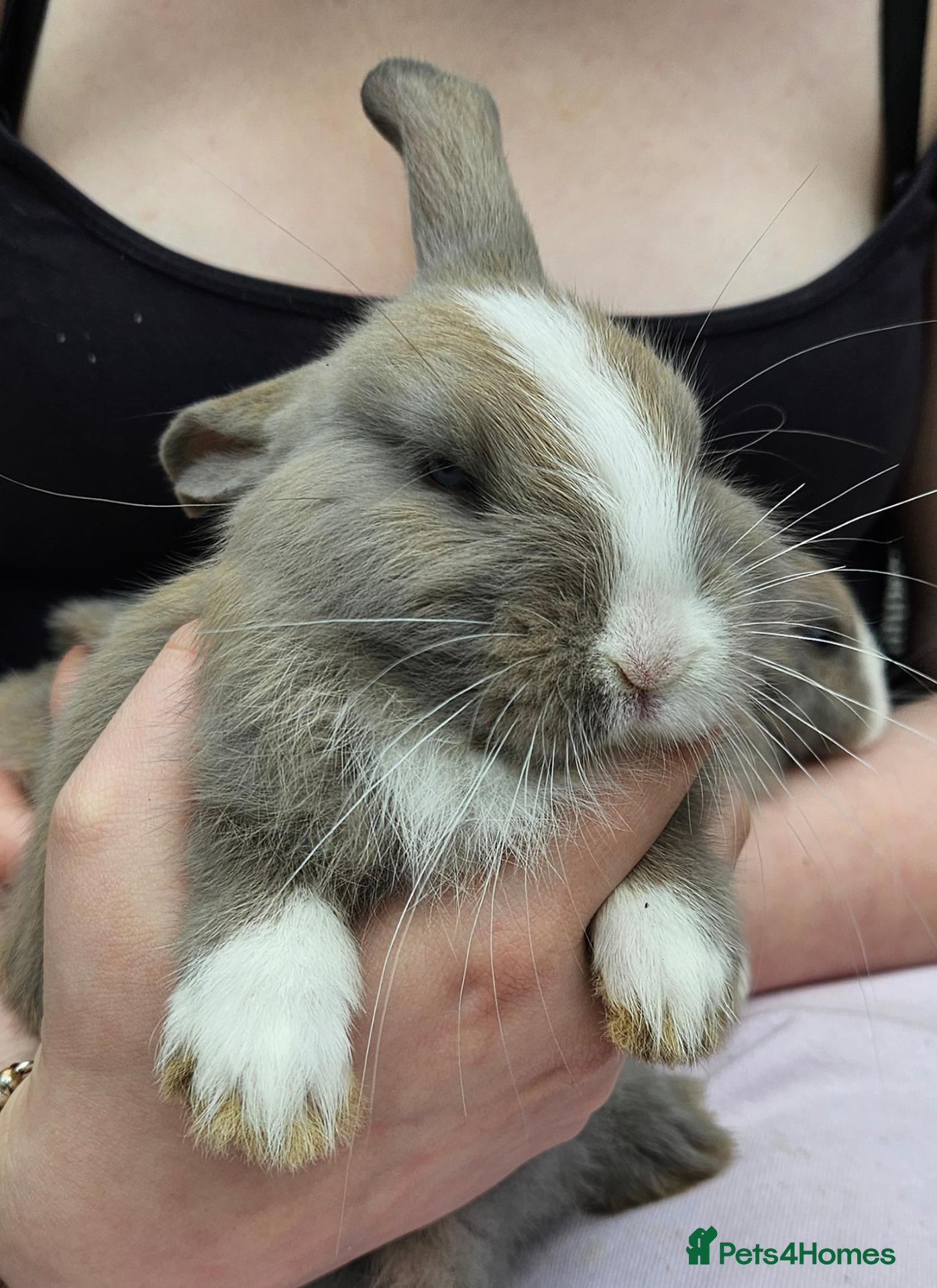 Mixed Breed rabbits Babies ready to go! Only 5 left! - Advert 2
