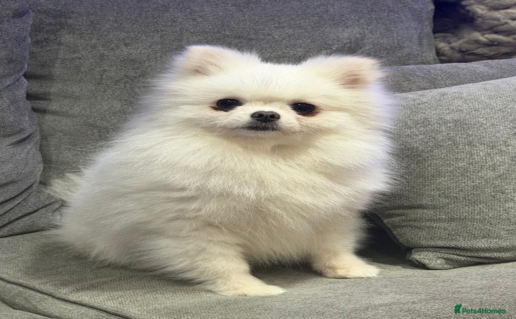 Pomeranian dogs - Advert 1