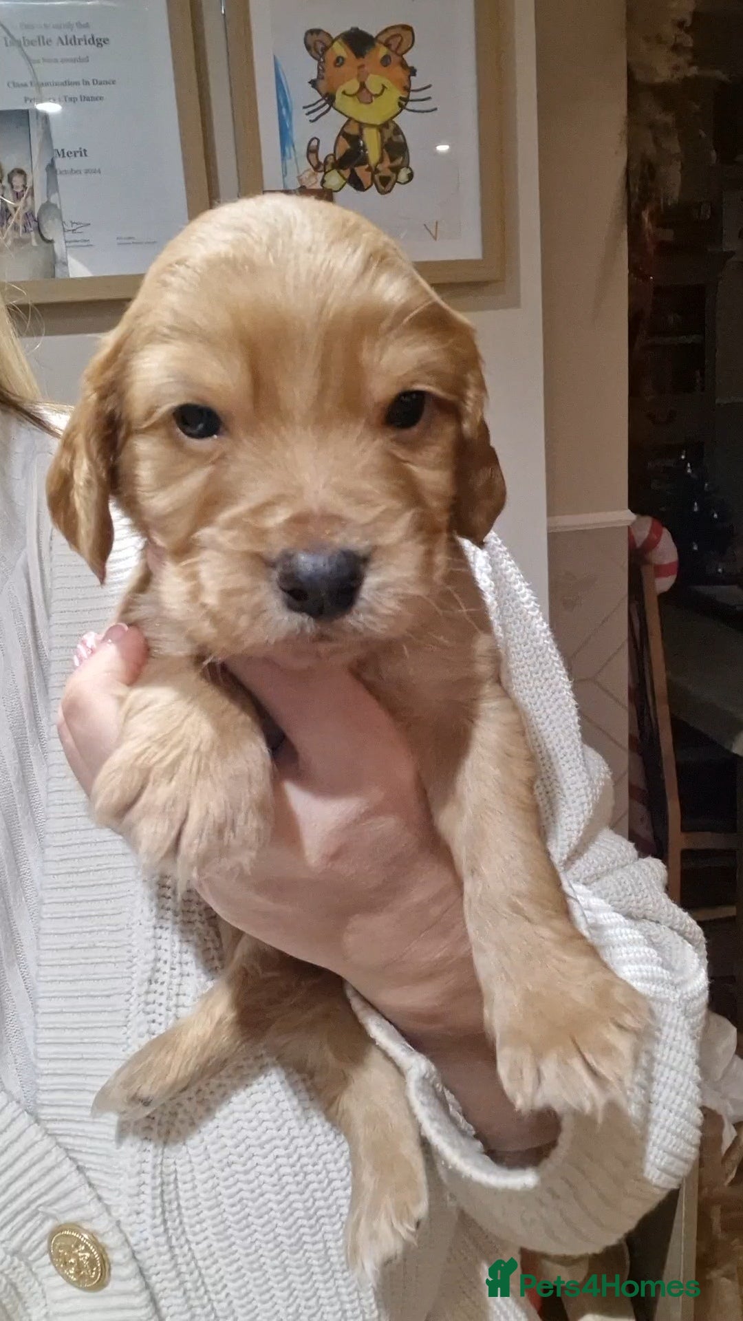 Cocker Spaniel dogs Golden working Cocker spaniels - Advert 12