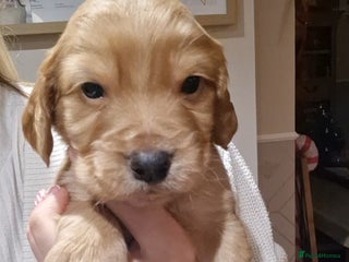 Cocker Spaniel dogs Golden working Cocker spaniels - Advert 6