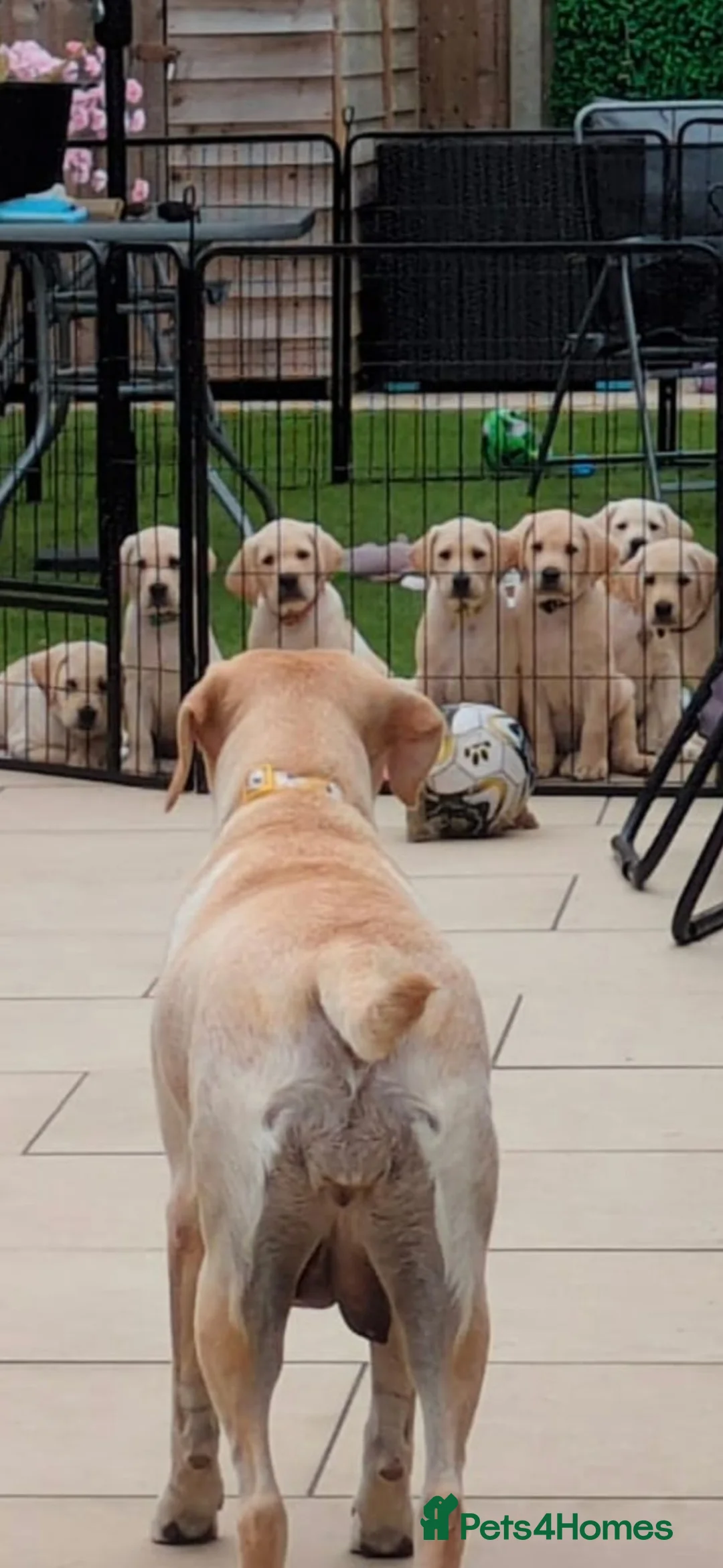 Labrador Retriever dogs for sale: 2X Beautiful lab boys available  - Advert 1