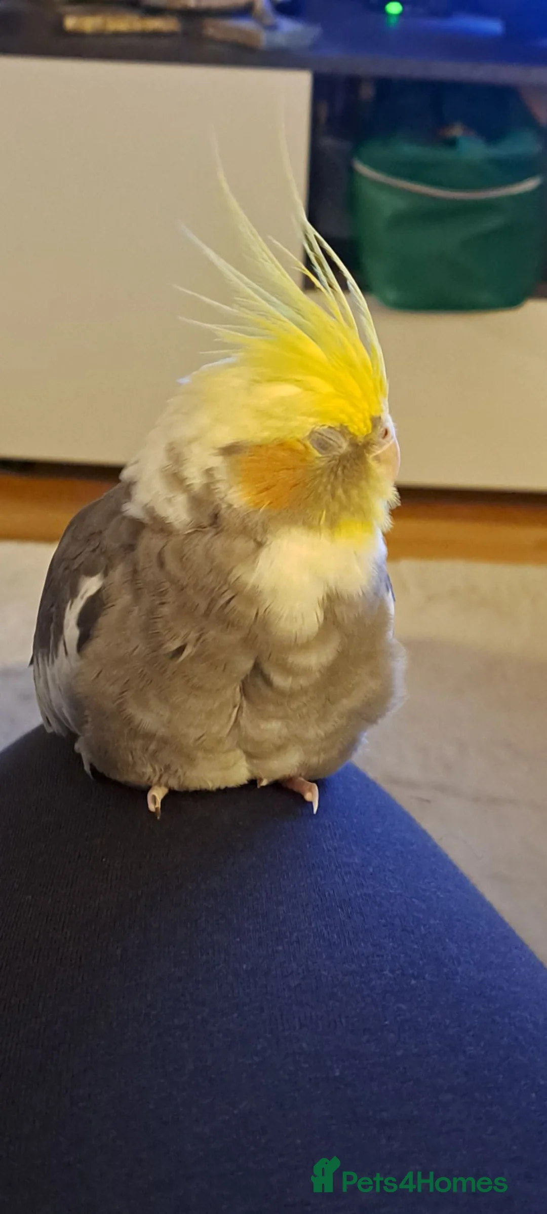 Cockatiels birds for sale: Two funny cuddle loving male cockatiels in Braintree - Advert 2