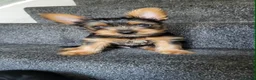 Yorkshire Terrier dogs for sale: Very cute Yorkshire terrier puppies in Ilford - Advert 5