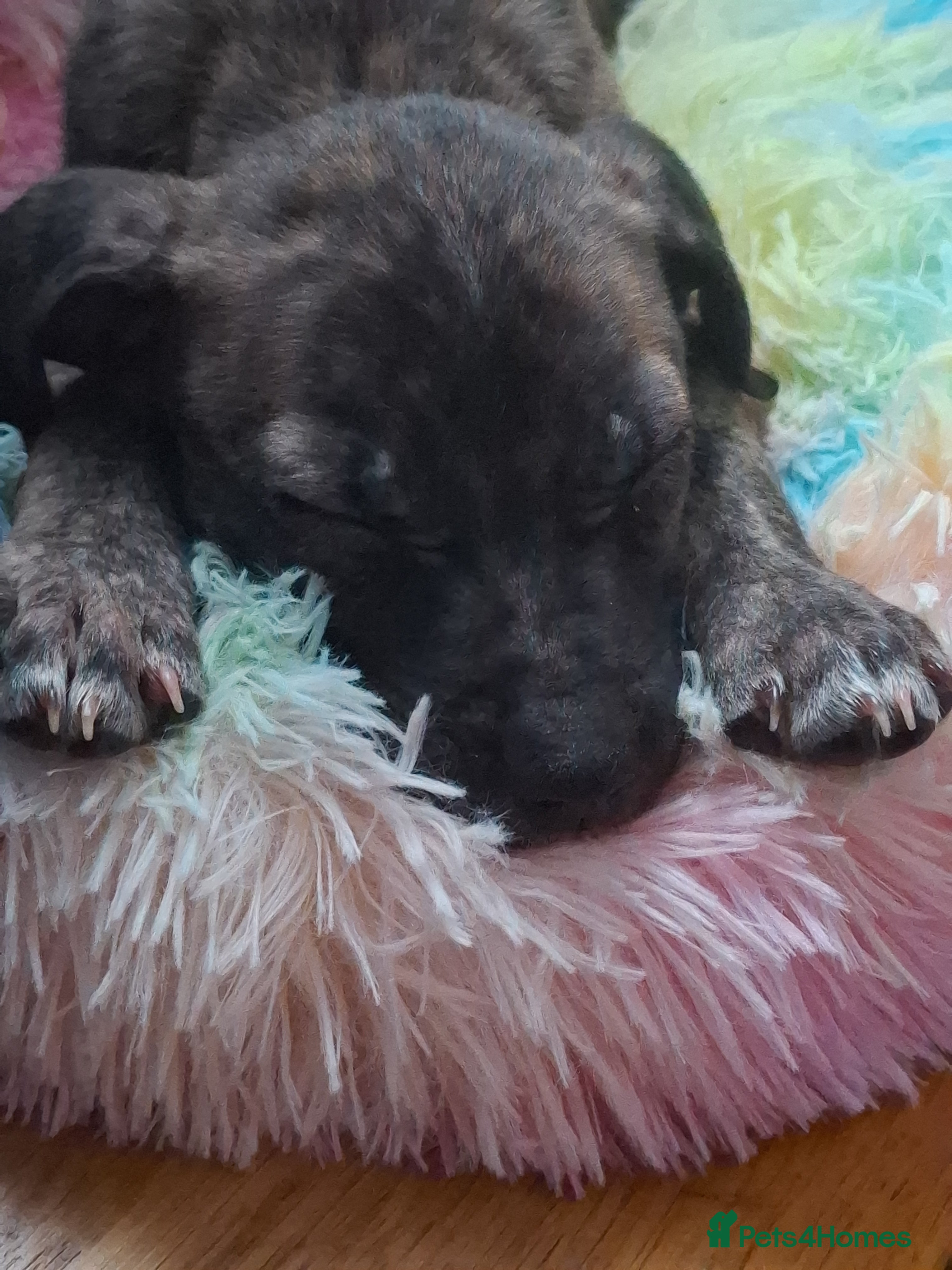 Mixed Breed dogs 13 weeks old - Advert 4