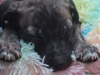 Mixed Breed dogs 13 weeks old - Advert 2