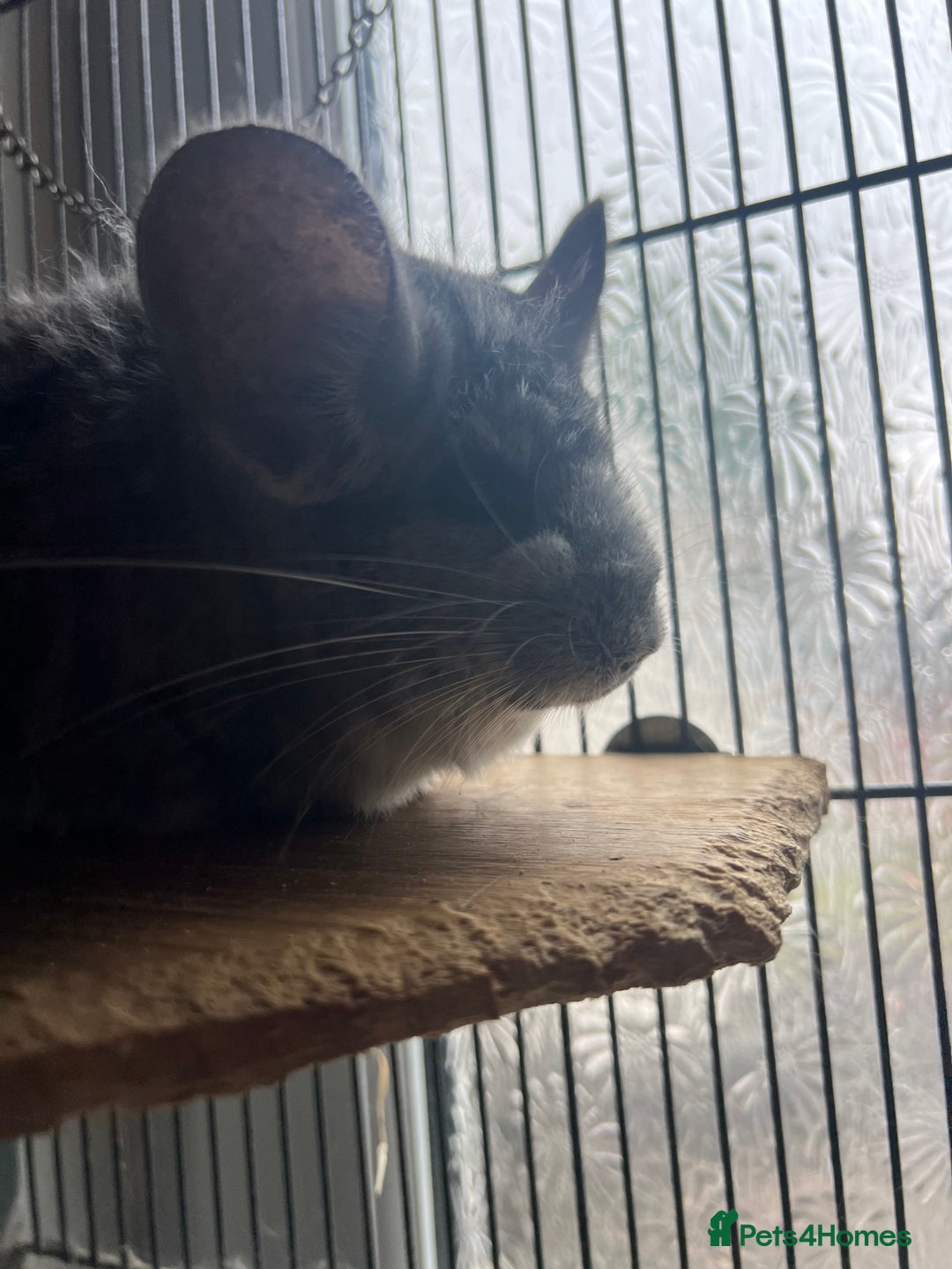Chinchilla rodents for sale: Two male chinchillas  - Image 3