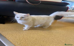 Turkish Angora cats for sale: Fluffy kittens  - Image 9