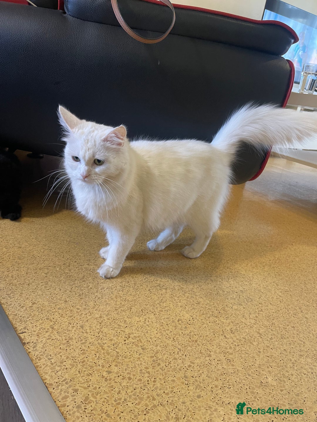 Turkish Angora cats for sale: Fluffy kittens  - Image 9