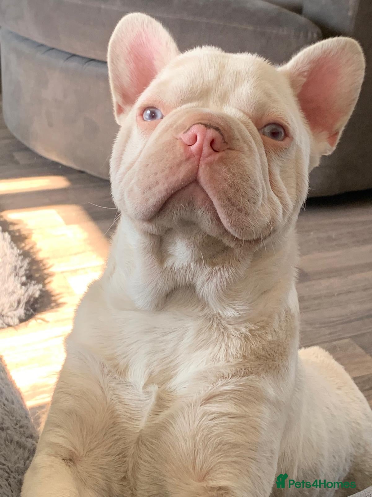 French Bulldog dogs Kc Health clear Pink Fluffy Producers  - Advert 1