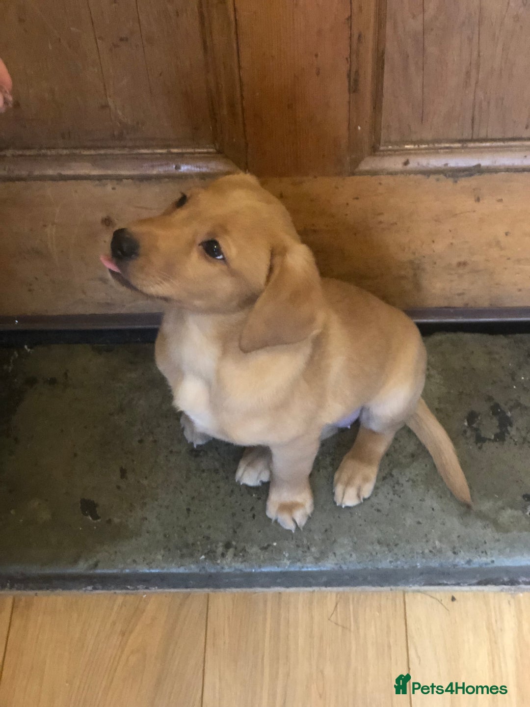 Labrador Retriever dogs for sale: Beautiful Kc registered Royal bloodline Labrador  - Advert 18