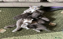British Shorthair cats for sale: British blue short hair x ragdoll kittens - Image 15