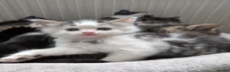 Mixed Breed cats for sale: Fluffy grey and white tabby boy  - Advert 5