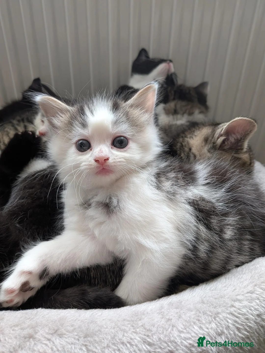 Mixed Breed cats for sale: Fluffy grey and white tabby boy  - Advert 5