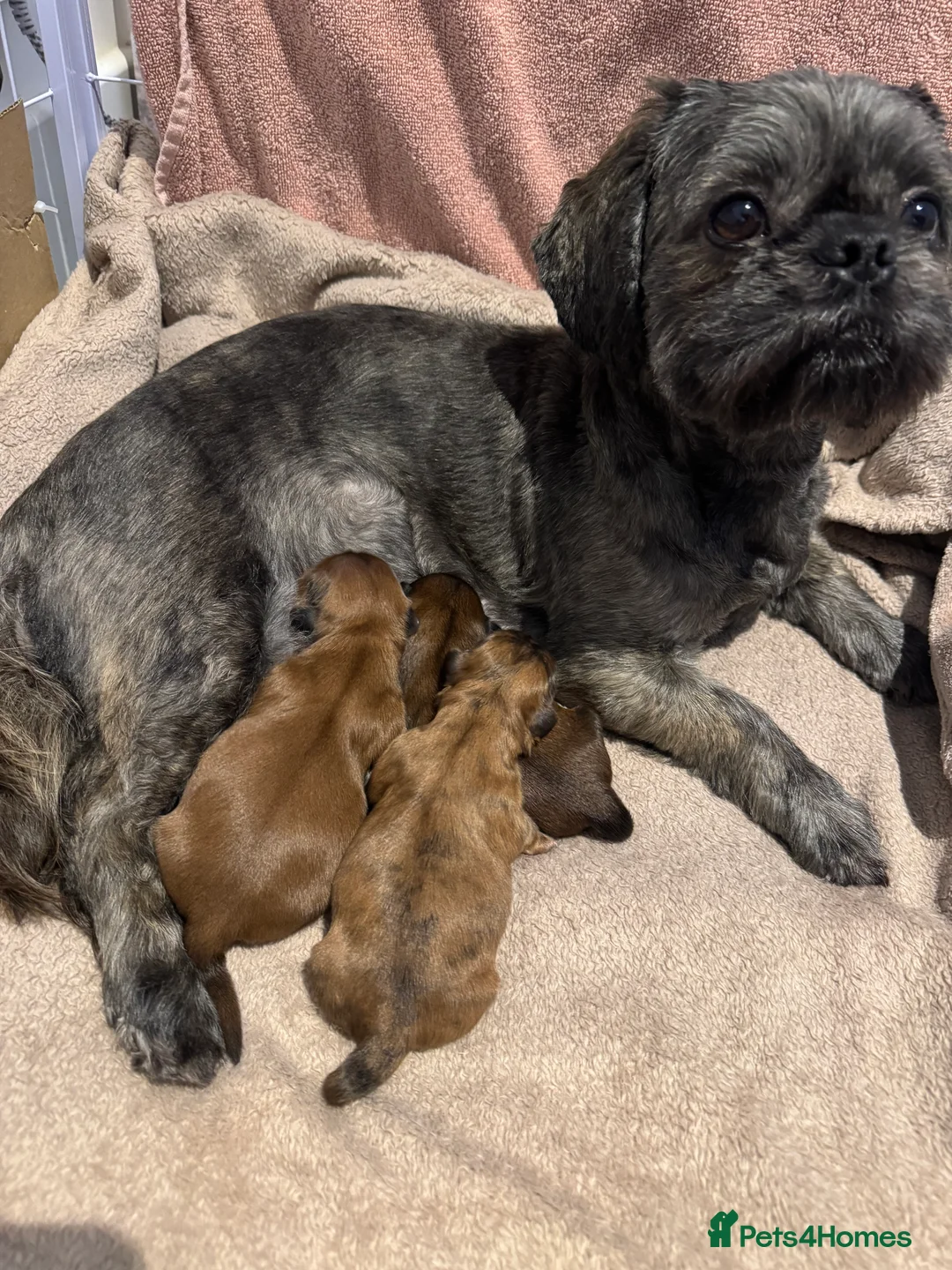 Shih Tzu dogs for sale: Gorgeous Shihtzu Puppies - Advert 1