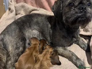 Shih Tzu dogs Gorgeous Shihtzu Puppies - Advert 4