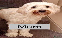 Labradoodle dogs for sale:  Adorable 🥰 Miniature Labradoodle Puppies F2B  - Image 37