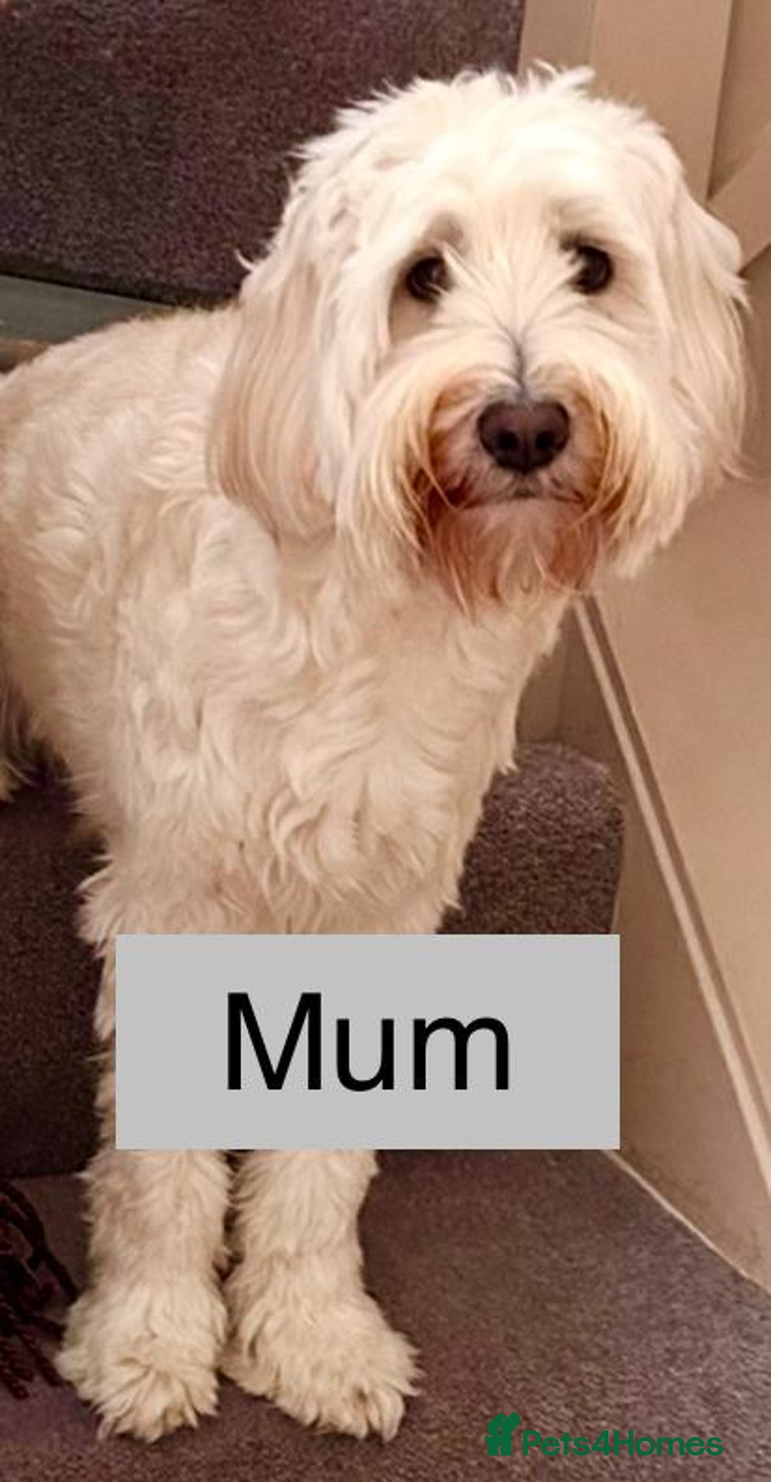 Labradoodle dogs for sale:  Adorable 🥰 Miniature Labradoodle Puppies F2B  - Image 37