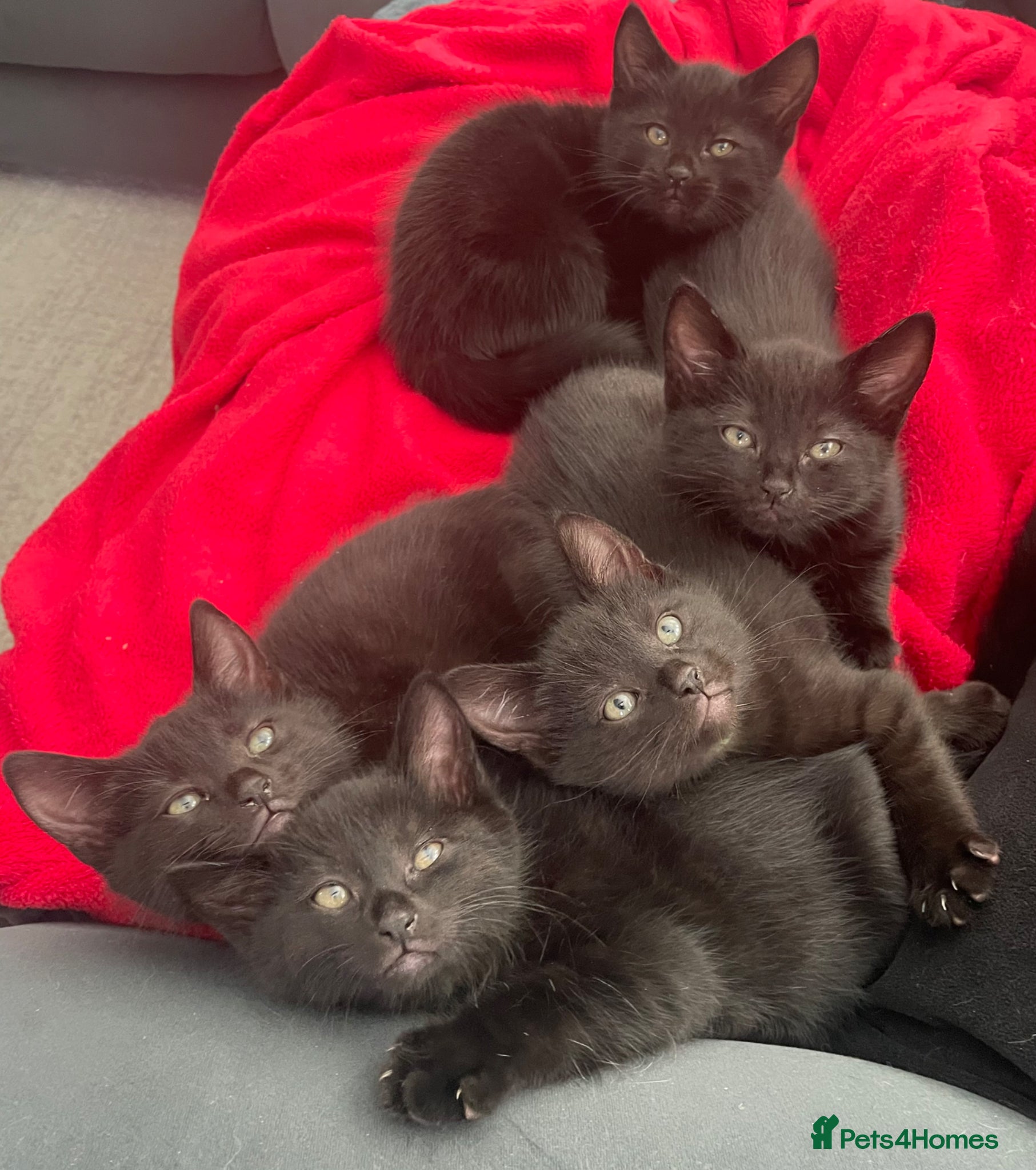 Domestic Shorthair cats Beautiful kittens, Ready next week  🐈‍⬛🐈‍⬛ - Advert 17