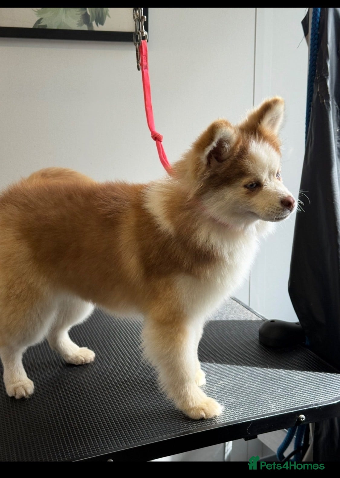 Pomsky dogs F2 Pomsky bright blue eyes  - Advert 1