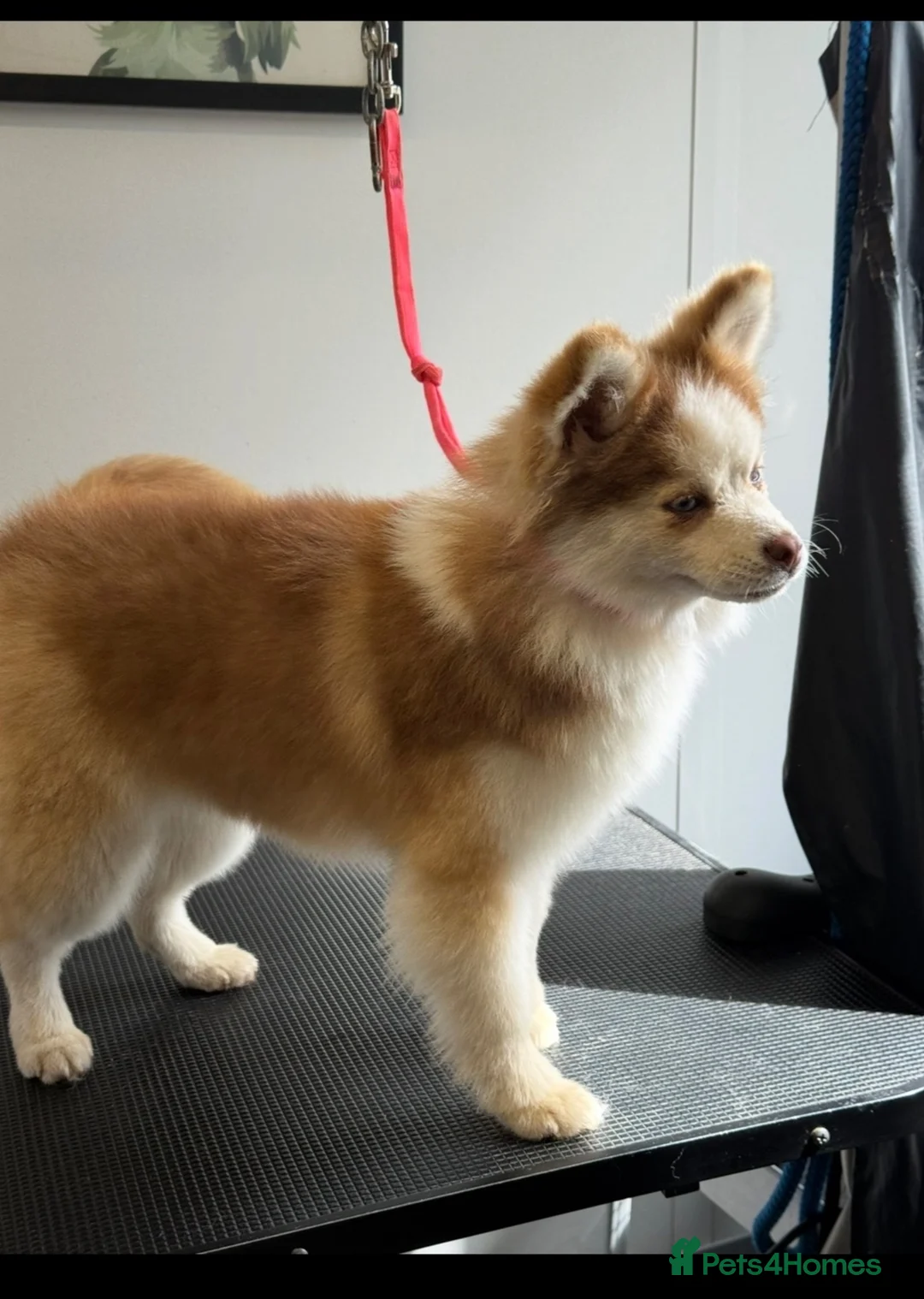 Pomsky dogs for sale: F2 Pomsky  - Advert 3