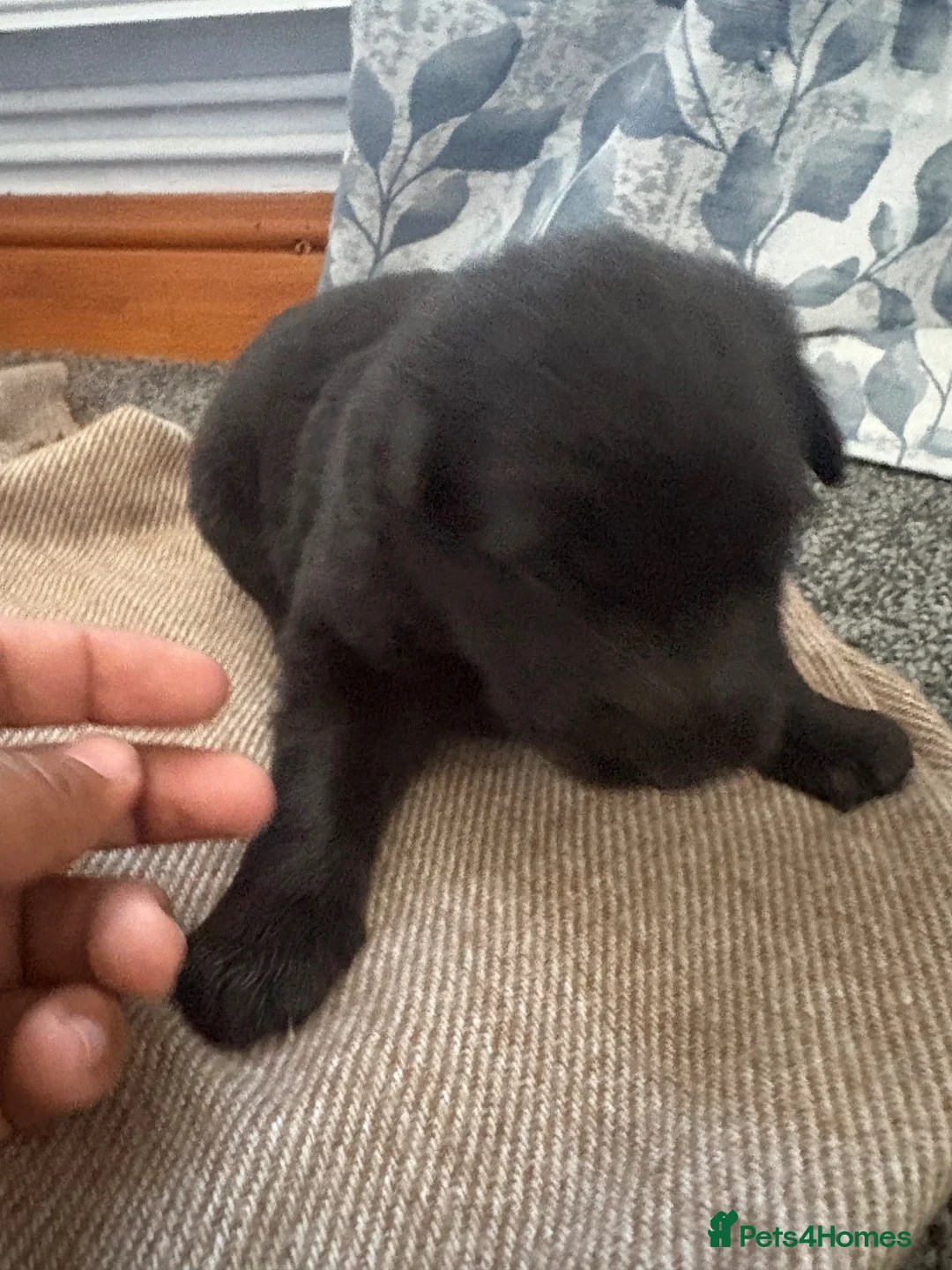 German Shepherd dogs for sale: German shepherd puppies  - Advert 11