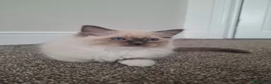Ragdoll 1