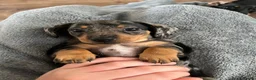 Miniature Dachshund dogs for sale: KC champion miniature short coat dachshund    in Preston - Advert 4