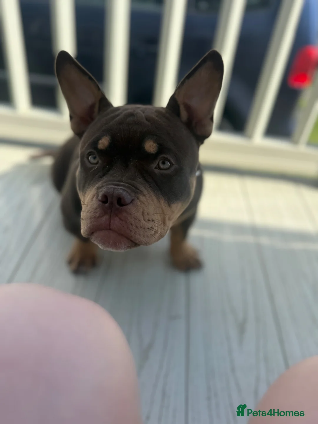 American Bully dogs for sale: Micro bully - Advert 2