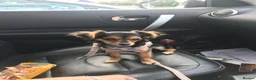 Chorkie dogs for sale: Beautiful small chorkies available  - Advert 10