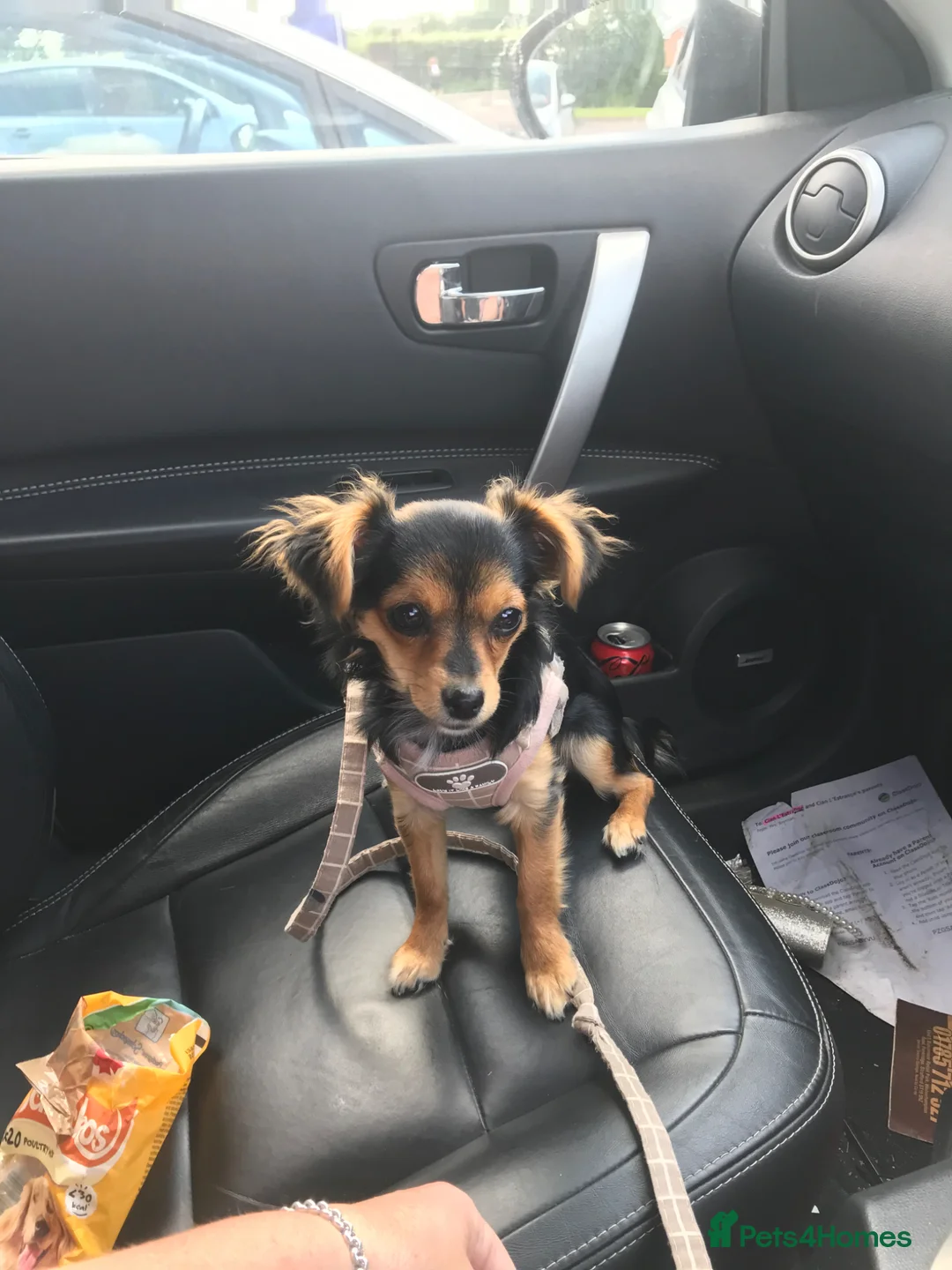 Chorkie dogs for sale: Beautiful small chorkies available  - Advert 10
