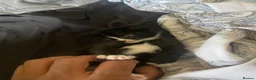 Domestic Shorthair cats for sale: 12-Week-Old Tuxedo Kitten (read description) - Advert 3