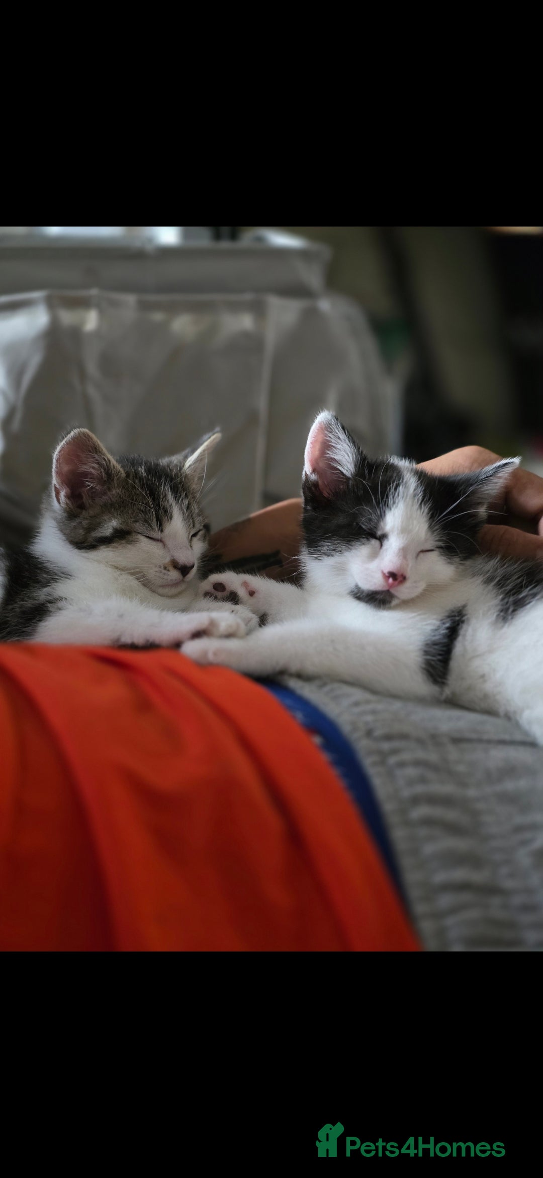 Mixed Breed cats for sale: 2 beautiful female kitten  - Image 1
