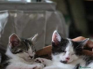 Mixed Breed cats - Advert 35